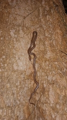 Lycodon capucinus
