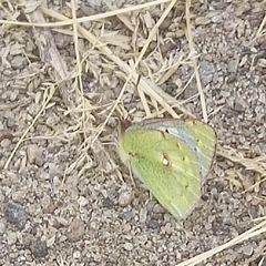 Colias electo