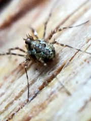 Megabunus diadema