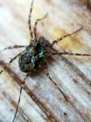 Megabunus diadema