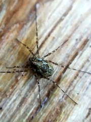 Megabunus diadema