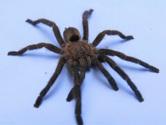 Dolichothele exilis
