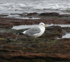 Larus fuscus heuglini