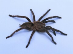 Dolichothele exilis