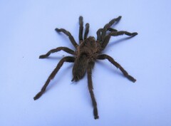 Dolichothele exilis