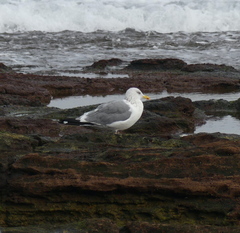 Larus fuscus heuglini