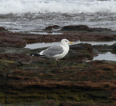 Larus fuscus heuglini