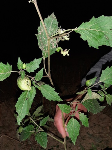 Physalis ixocarpa iNat (2)