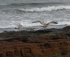 Larus argentatus mongolicus