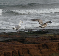 Larus argentatus mongolicus