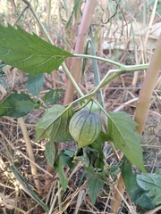 Physalis ixocarpa
