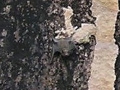 Taphozous georgianus