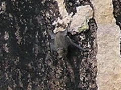 Taphozous georgianus