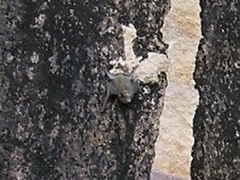 Taphozous georgianus