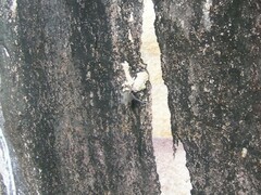 Taphozous georgianus