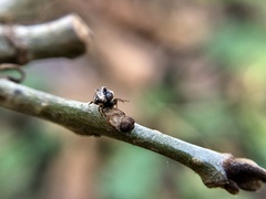 Cyclosa