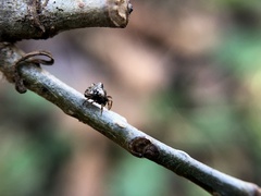 Cyclosa