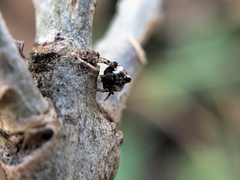 Cyclosa