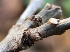 Cyclosa