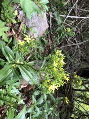 Kalanchoe integra
