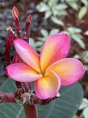 Plumeria rubra