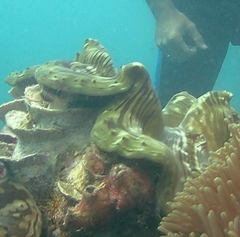 Tridacninae
