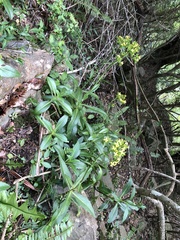 Kalanchoe integra