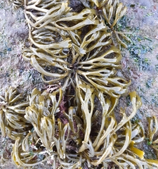Pelvetia canaliculata