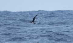 Pterodroma arminjoniana