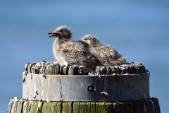 Chroicocephalus novaehollandiae novaehollandiae