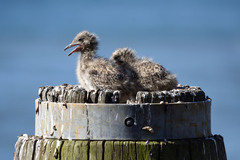 Chroicocephalus novaehollandiae novaehollandiae