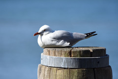 Chroicocephalus novaehollandiae novaehollandiae