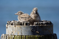 Chroicocephalus novaehollandiae novaehollandiae
