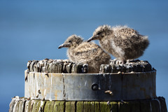 Chroicocephalus novaehollandiae novaehollandiae