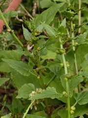 Patellifolia procumbens image