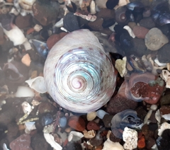 Calliostoma zizyphinum