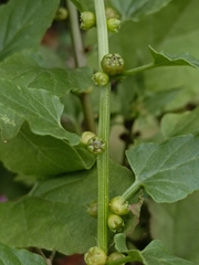 Patellifolia procumbens image