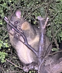 Trichosurus vulpecula fuliginosus