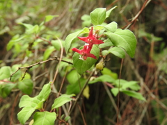 Fuchsia thymifolia