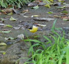Motacilla cinerea