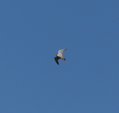 Falco peregrinus