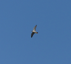 Falco peregrinus