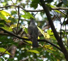 Hypsipetes amaurotis