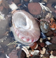 Calliostoma zizyphinum