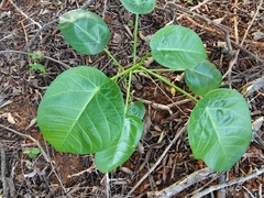 Hernandia nymphaeifolia