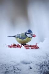 Cyanistes caeruleus