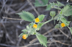 Pseudabutilon