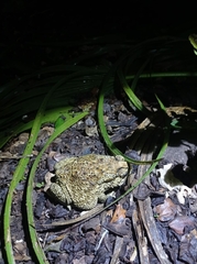 Duttaphrynus melanostictus
