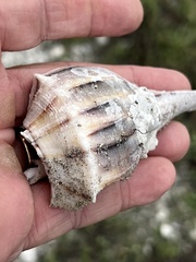 Sinistrofulgur pulleyi