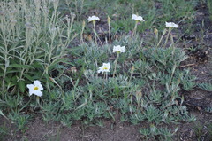 Mandevilla petraea